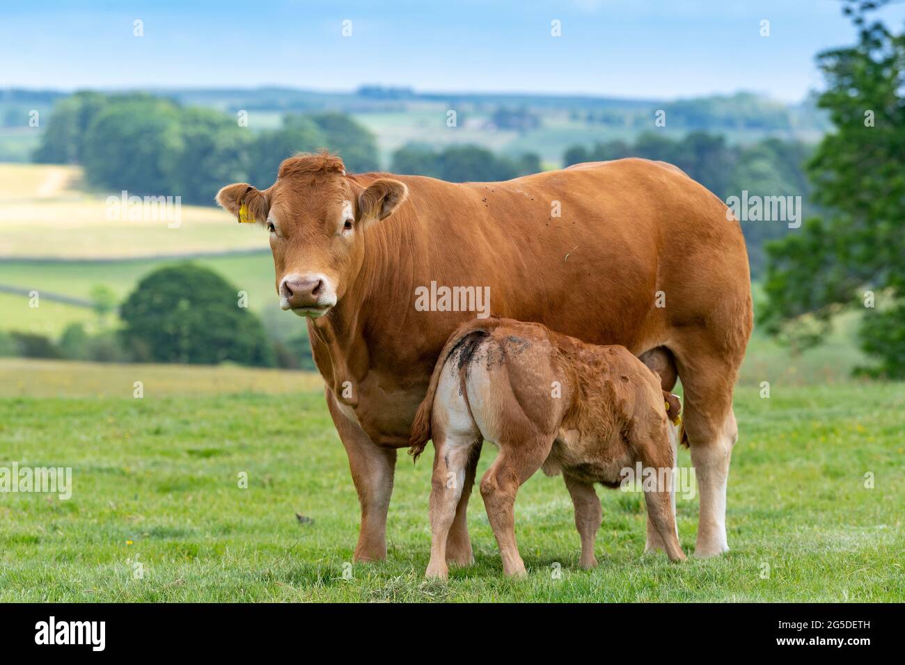 Pedigree Limousin beef cow with her calf suckling milk from her. Forest ...