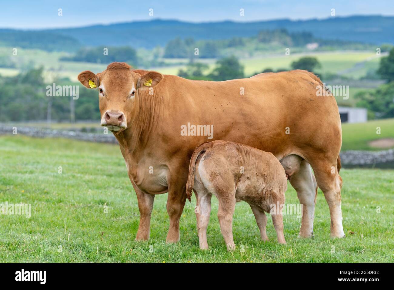 Pedigree Limousin beef cow with her calf suckling milk from her. Forest ...