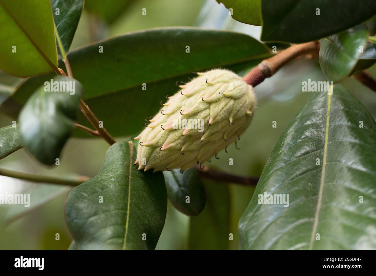 Seed Pods of the Magnolia Tree Stock Photo