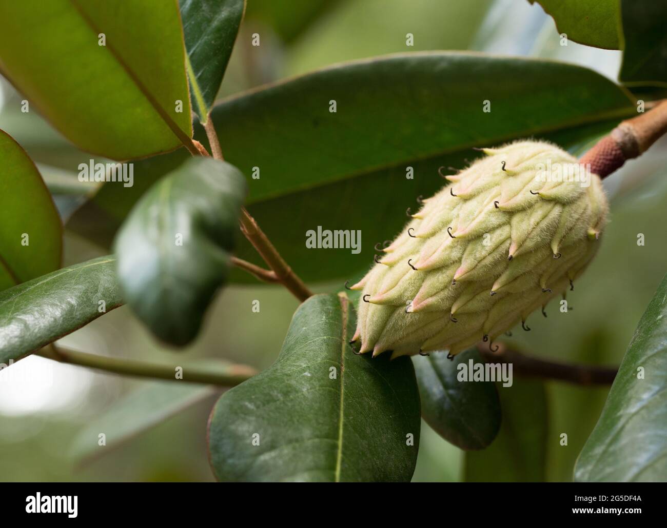 Seed Pods of the Magnolia Tree Stock Photo