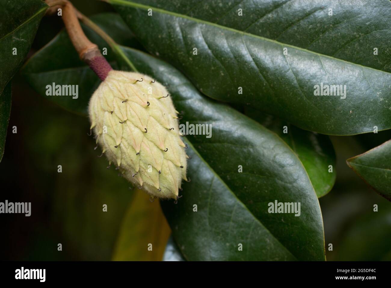 Seed Pods of the Magnolia Tree Stock Photo Alamy