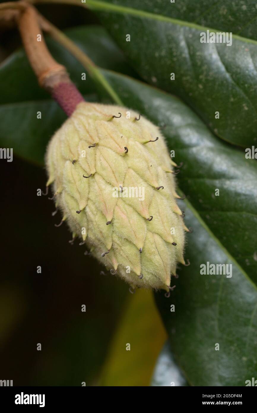 Seed Pods of the Magnolia Tree Stock Photo