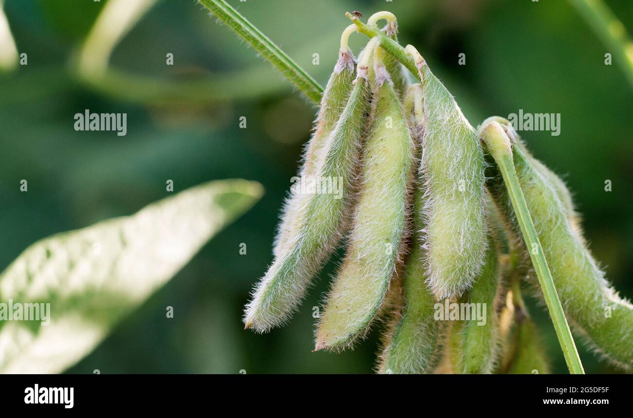 Soybean harvest asia hires stock photography and images Alamy