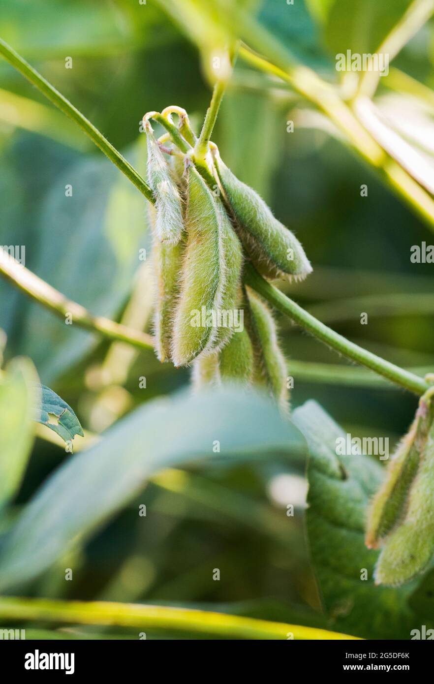 Soybean harvest asia hires stock photography and images Alamy