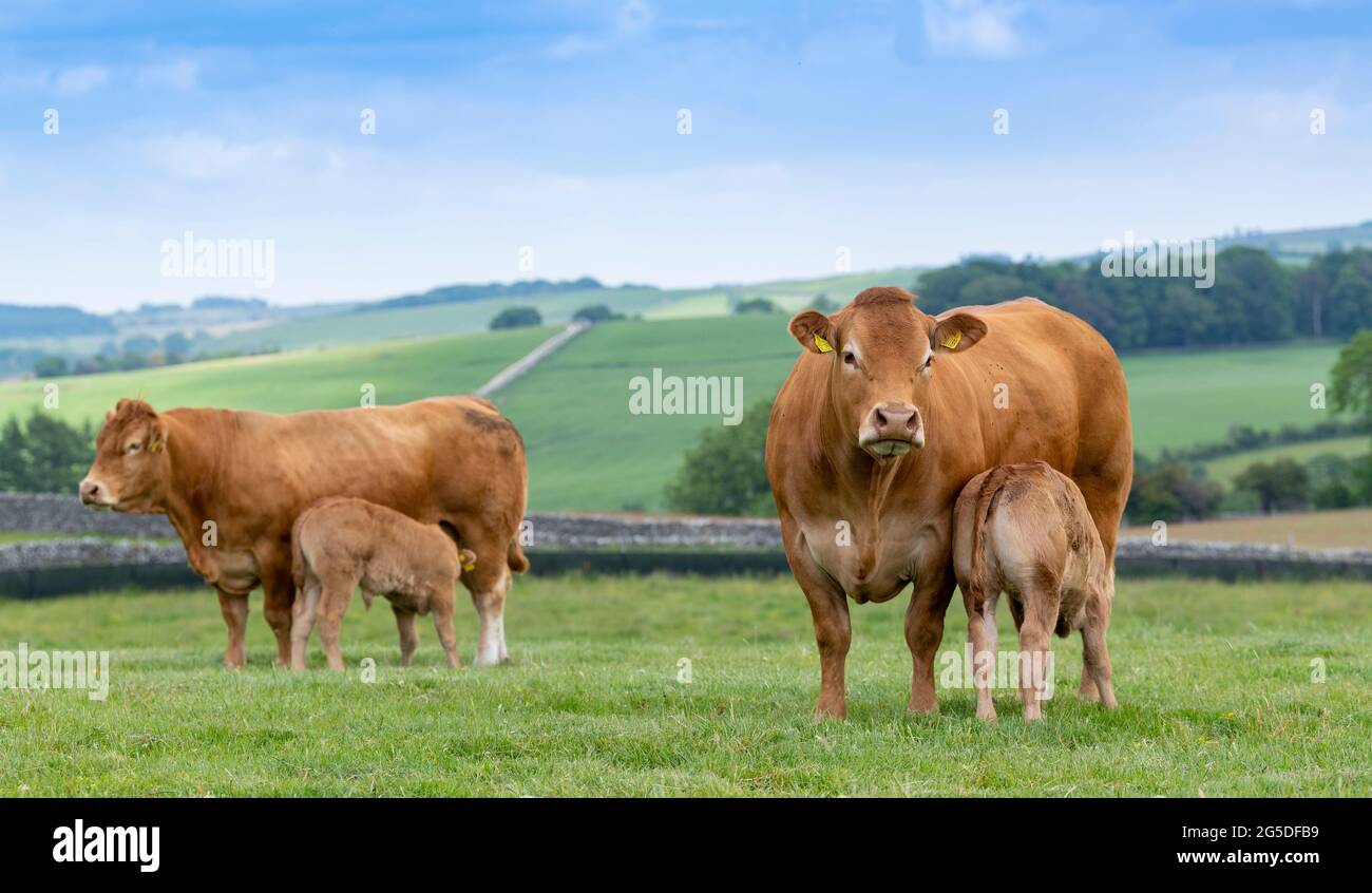 Limousin cow calf suckling hi-res stock photography and images - Alamy