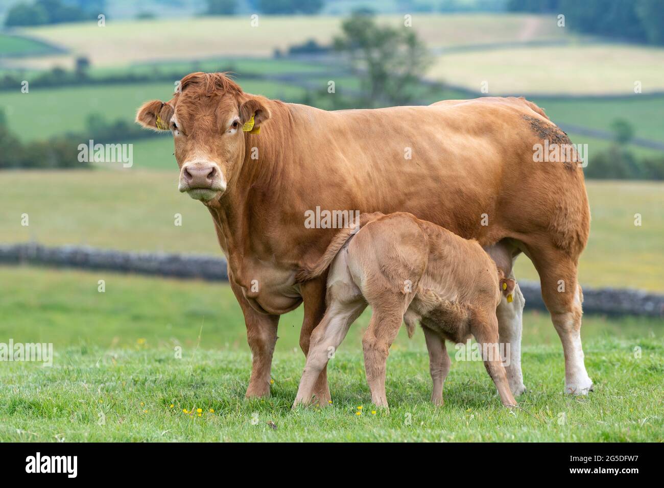 Pedigree Limousin beef cow with her calf suckling milk from her. Forest