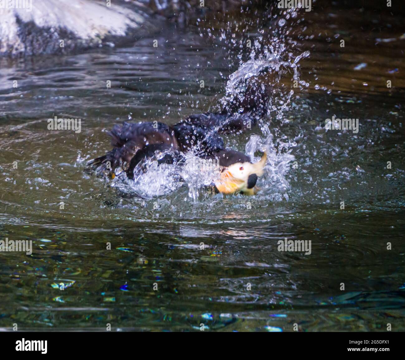 A Puffin bird splashed in a pool. Stock Photo