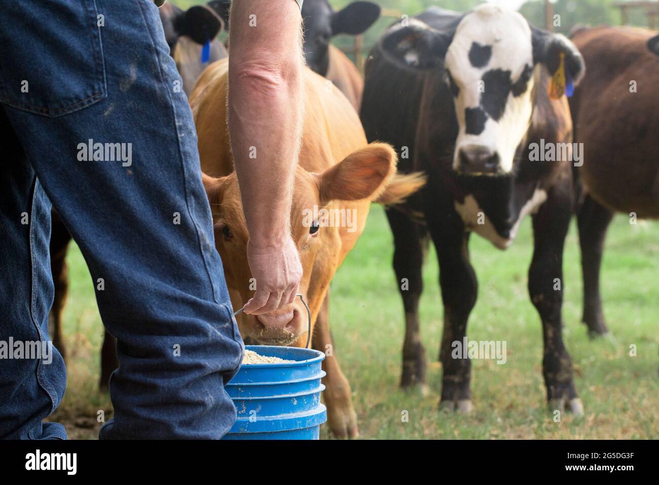 Farmer Feeding His Baby Cows from a Blue Bucket Stock Photo