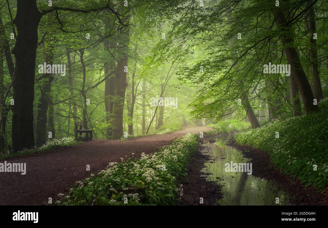 Wild Garlic lines the path through Skipton Castle Woods on a vibrant spring morning with a hint of mist adding depth to the lush woodland greens. Stock Photo