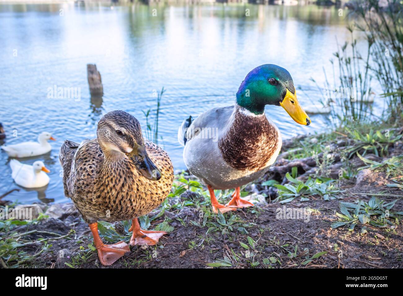 View of female and male Mallard ducks around a lake, Cape Town, South