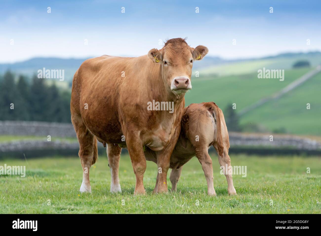 Pedigree Limousin beef cow with her calf suckling milk from her. Forest of Bowland, Lancashire, UK. Stock Photo