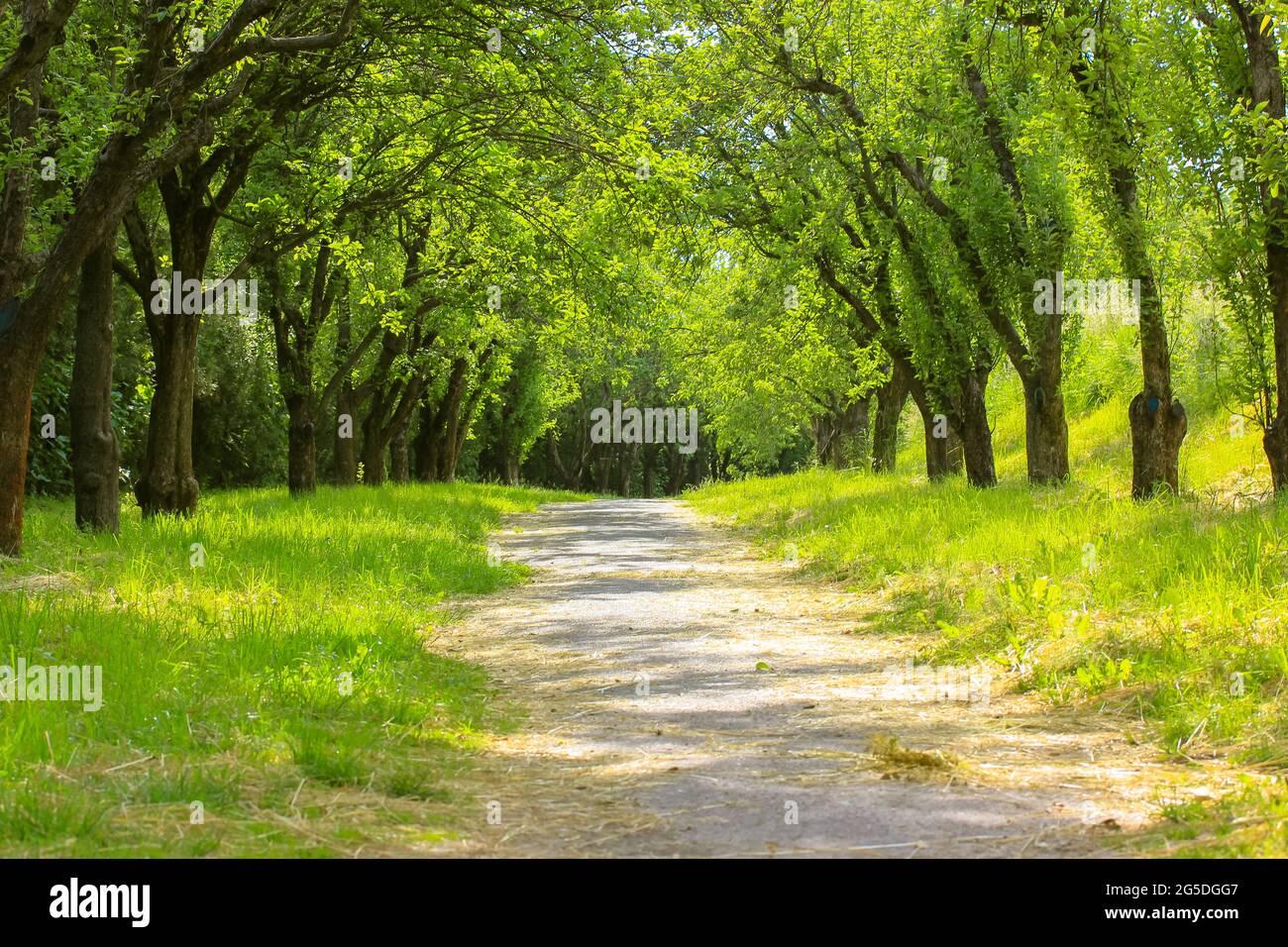 A tunnel of branched trees in apple green orchard in spring or summer