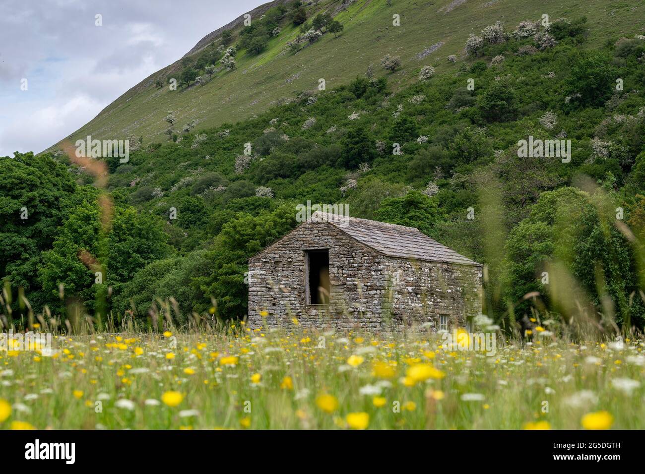 Old traditional stone barn in the middle of a wildflower meadow, Muker, Swaledale, North Yorkshire, UK. Stock Photo