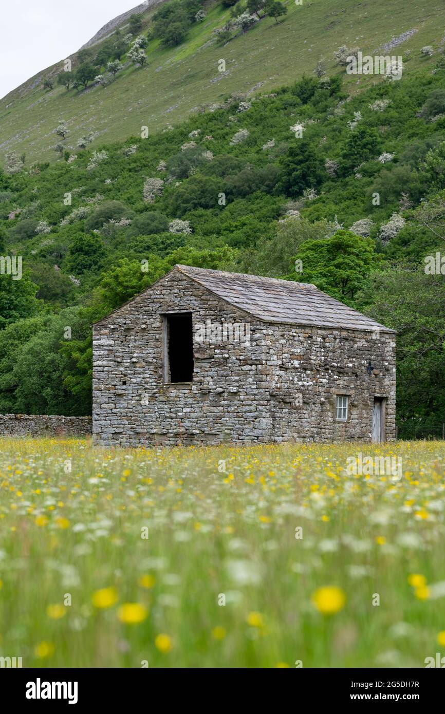 Old traditional stone barn in the middle of a wildflower meadow, Muker, Swaledale, North Yorkshire, UK. Stock Photo
