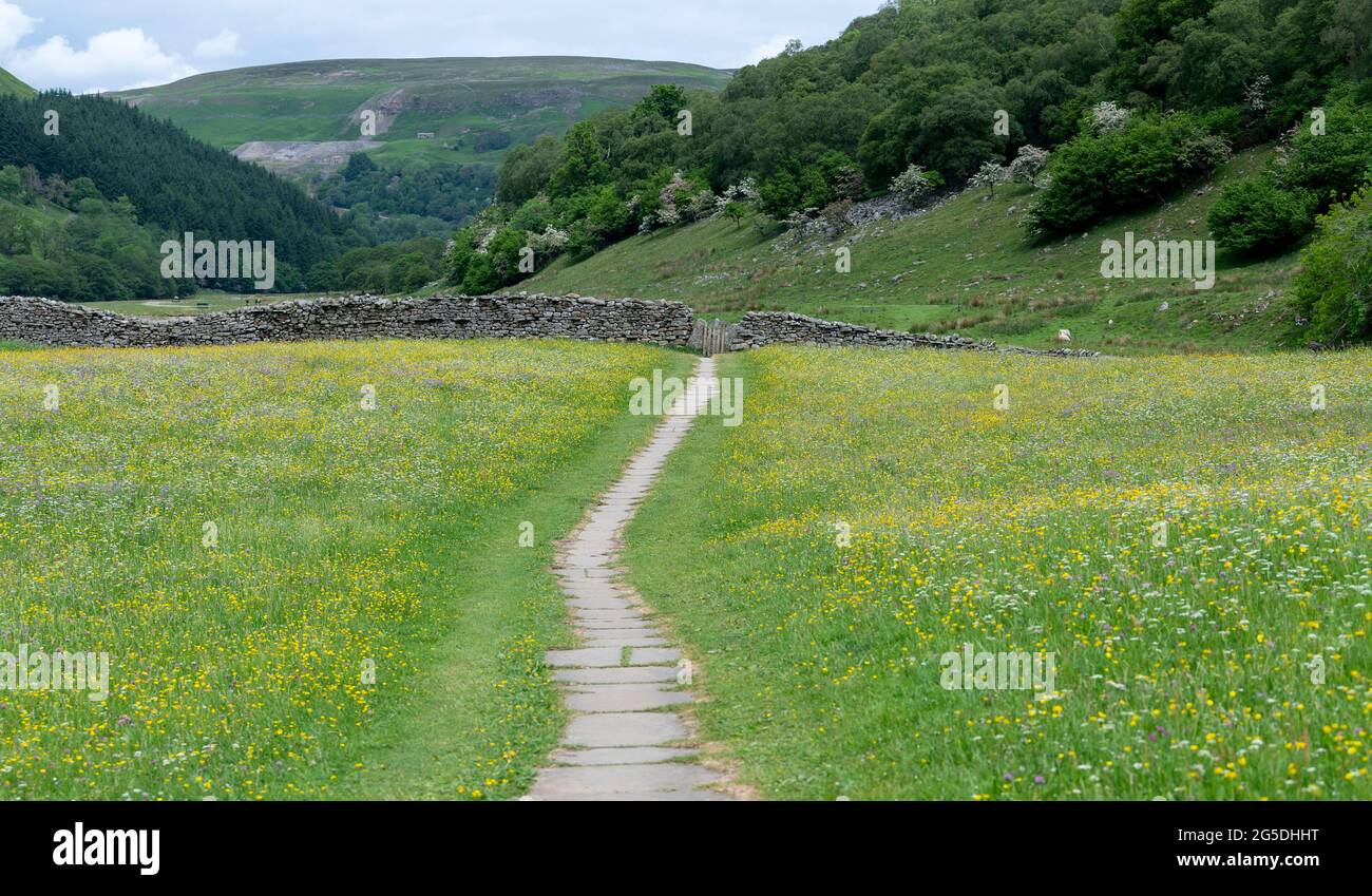 Footpath through wildflower meadows in Muker, Swaledale, North Yorkshire, UK. Stock Photo