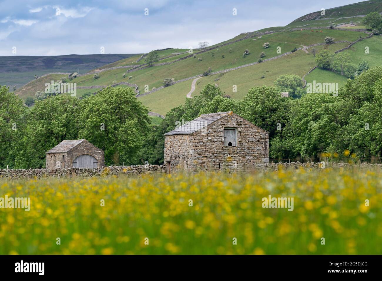 Yelland wildflower meadows in full bloom, Muker, North Yorkshire, UK. Stock Photo