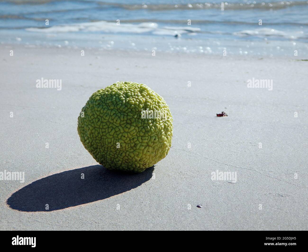 Adam's apple on the sandy shore of the Caspian Sea. Stock Photo