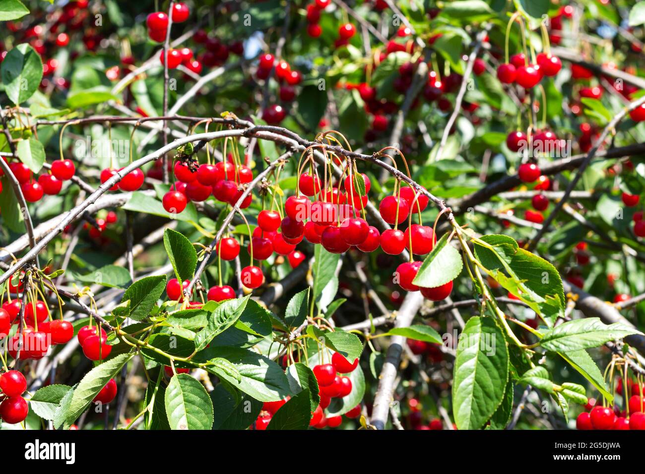 A lot of ripe red sour cherries on tree branch in organic orchard Stock Photo