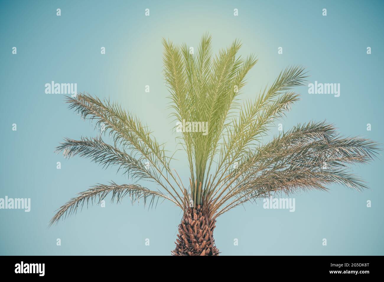 Tropical Palm tree at tropical beach. Vacation, summer holiday concept background. Stock Photo