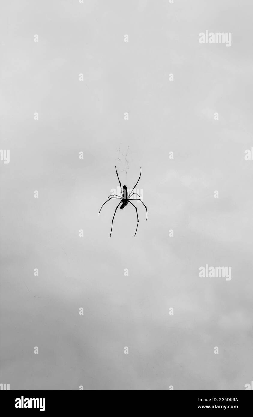 Spider sitting on the web with sky  background for the wallpaper. Spider making a web. Spider webs with spiders are hanging in the sky. Stock Photo