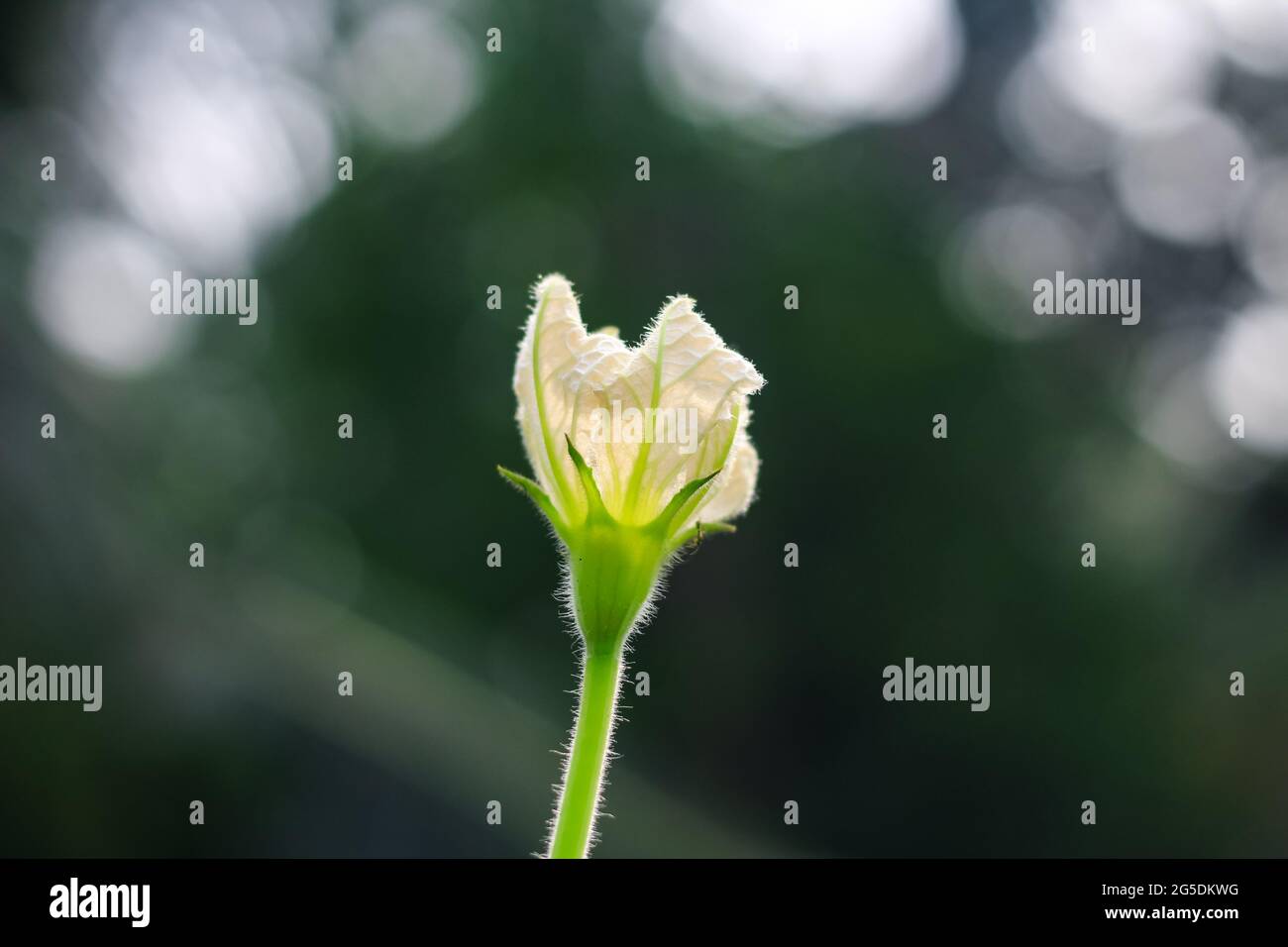 Calabash, also known as bottle gourd, white-flowered gourd, long melon, New Guinea bean and Tasmania bean, is a vine grown for its fruit. Stock Photo