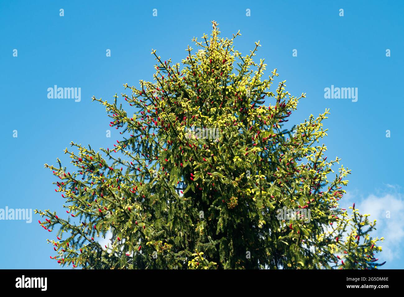 Beautiful blooming spruce branches with red cones. Stock Photo