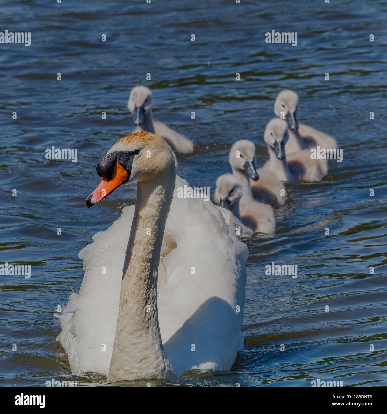 Swan with its cygnets Stock Photo