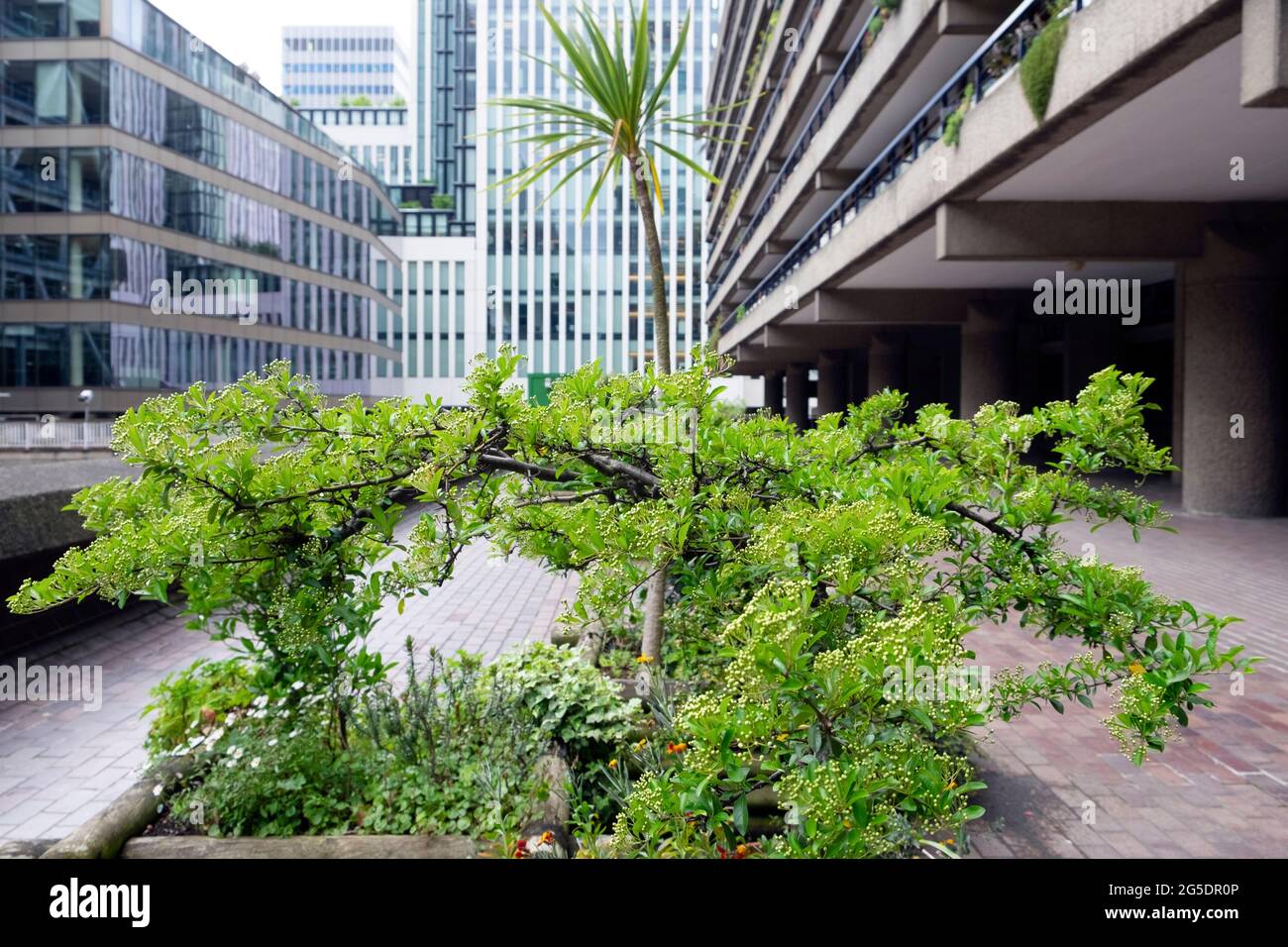 Shrub in planter and view of  office buildings from the Barbican Estate in the City of London EC2 UK spring 2021 England  KATHY DEWITT Stock Photo