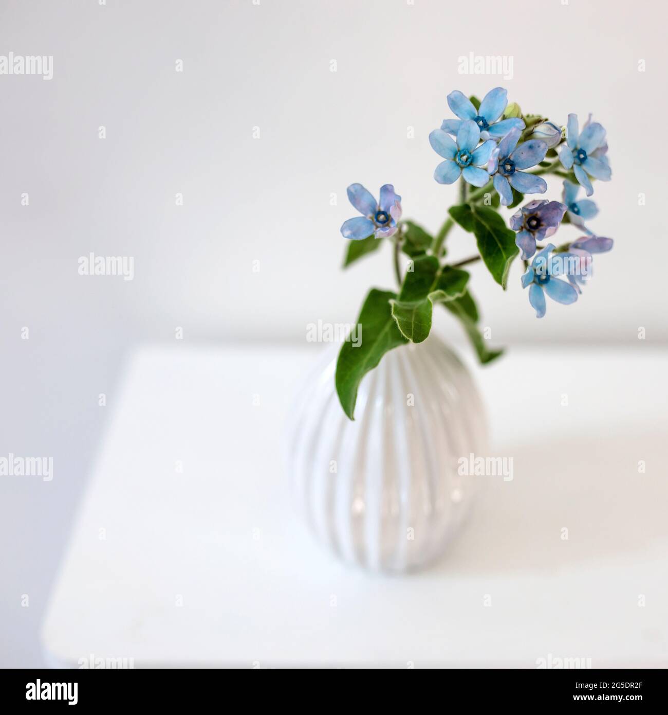 Flower hackelia velutina in a white fluted vase in the style of the seventies on the dresser. Scandinavian style Stock Photo