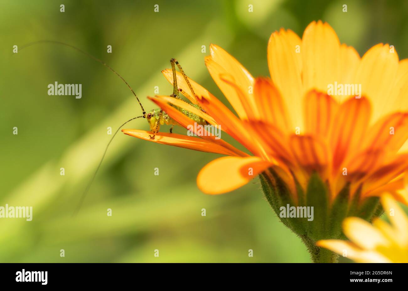 Macro of a katydid nymph, Tettigoniidae, aka long-horned grasshopper, bushcricket, or bush cricket, on Calendula officinalis aka pot marigold Stock Photo