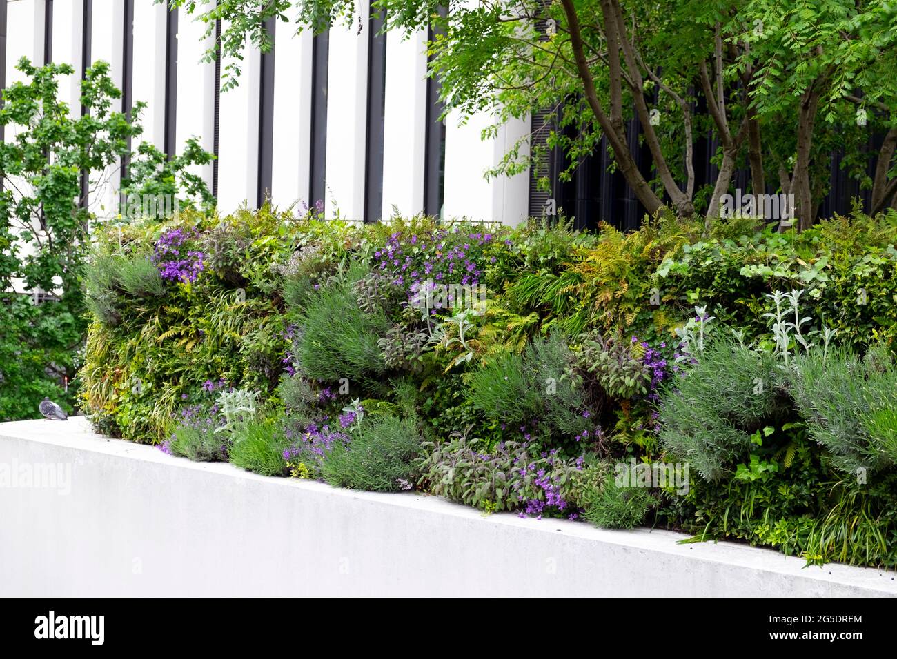 Plants on St Alphage highwalk form a green wall hedge outside 1 London Wall Place modern building in the City of London EC2 UK  KATHY DEWITT Stock Photo