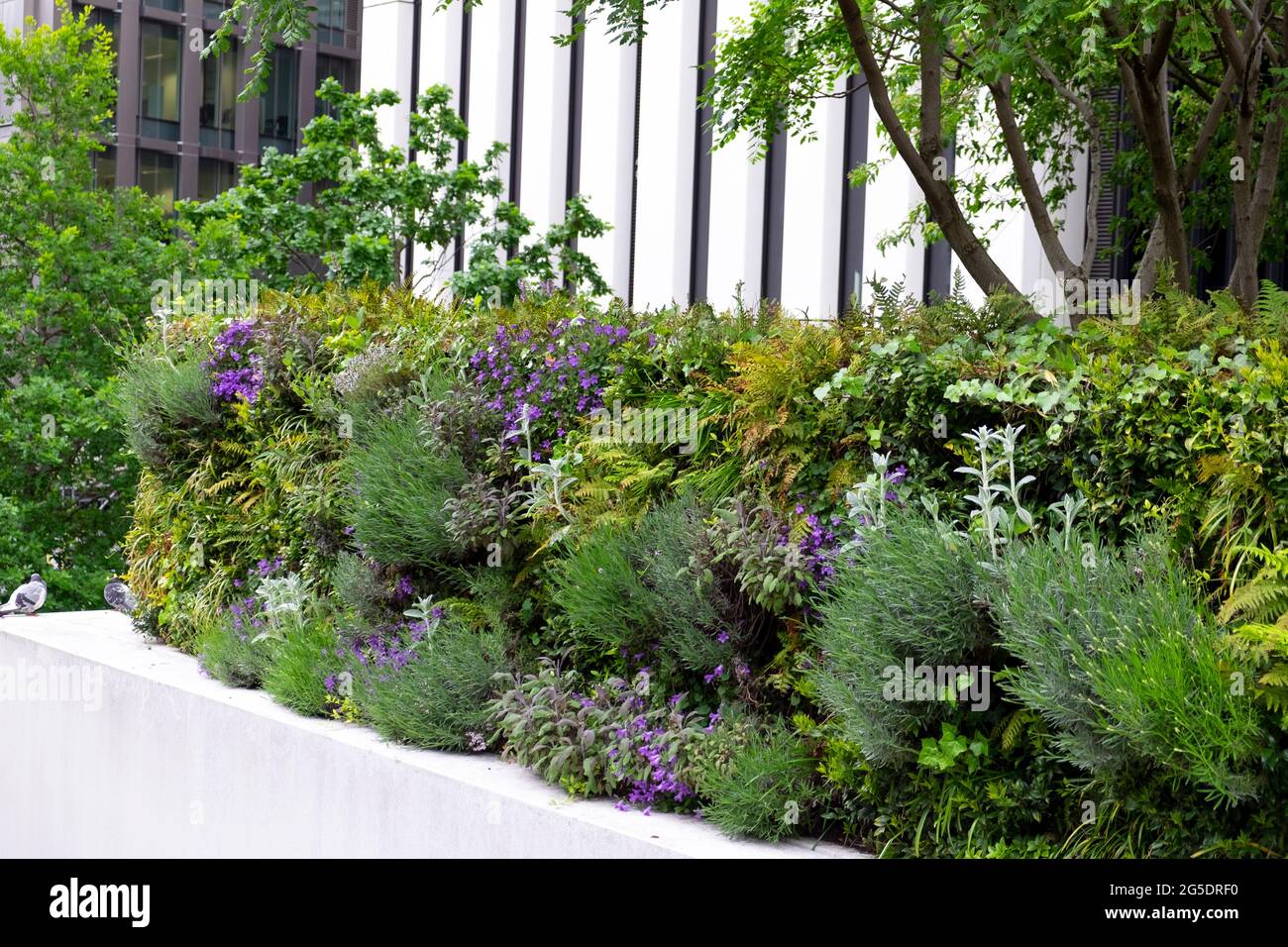 Plants lavender rosemary ivy ferns and purple flowers form a green hedge outside London Wall building in the City of London UK  England  KATHY DEWITT Stock Photo