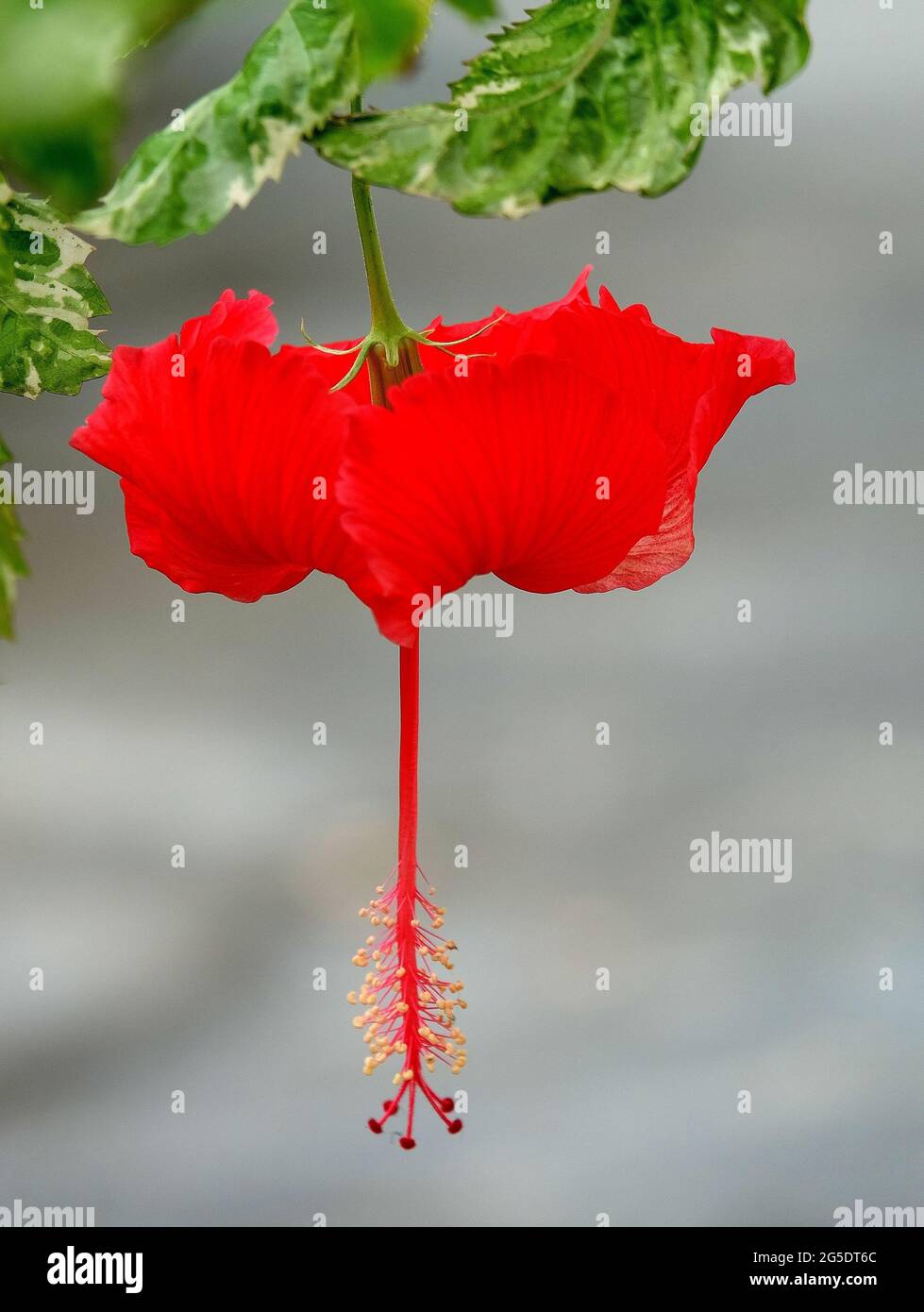 A hanging red hibiscus Stock Photo - Alamy