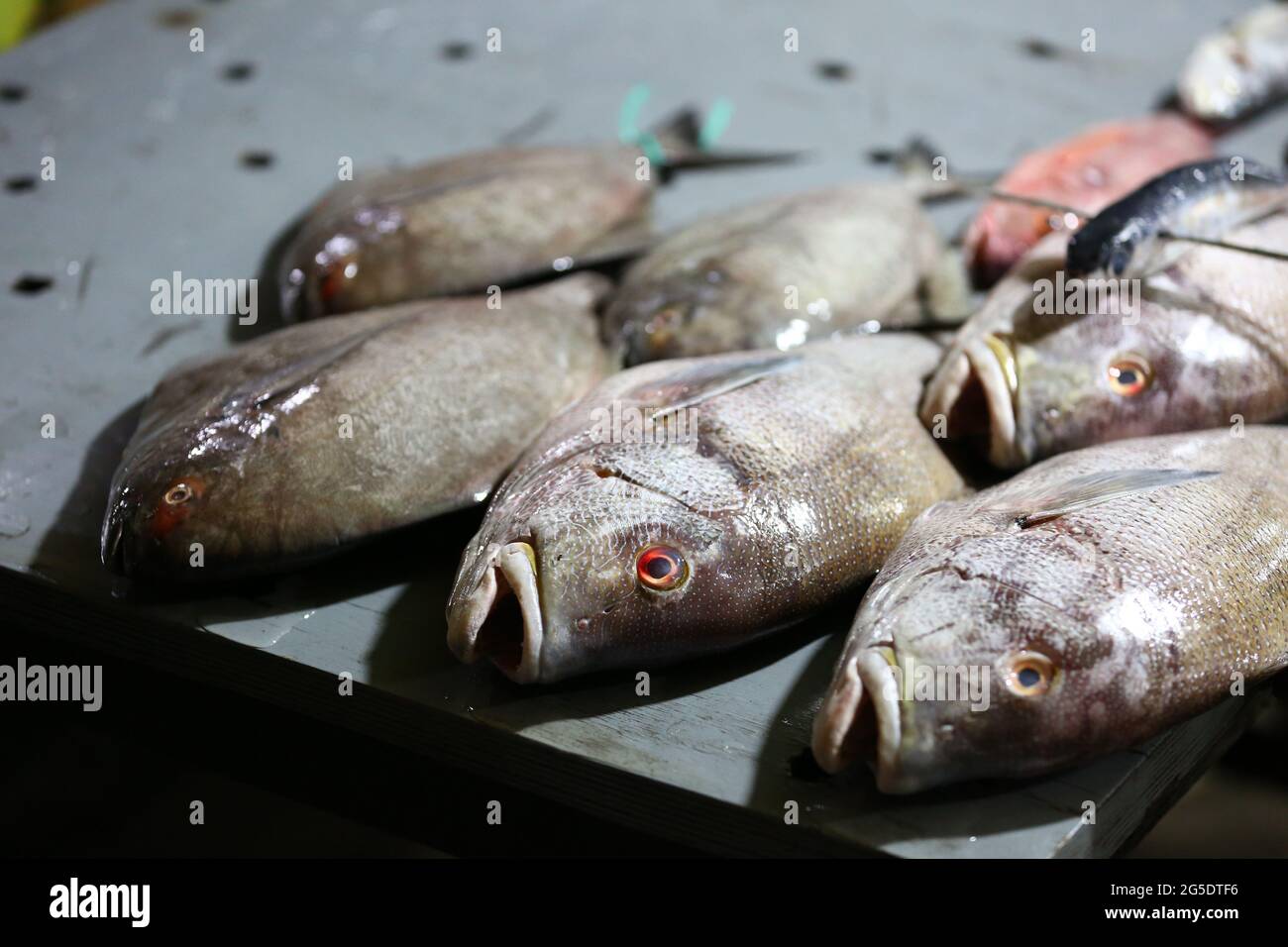 Closeup of fresh cooled whole raw bream ready to cook Stock Photo - Alamy