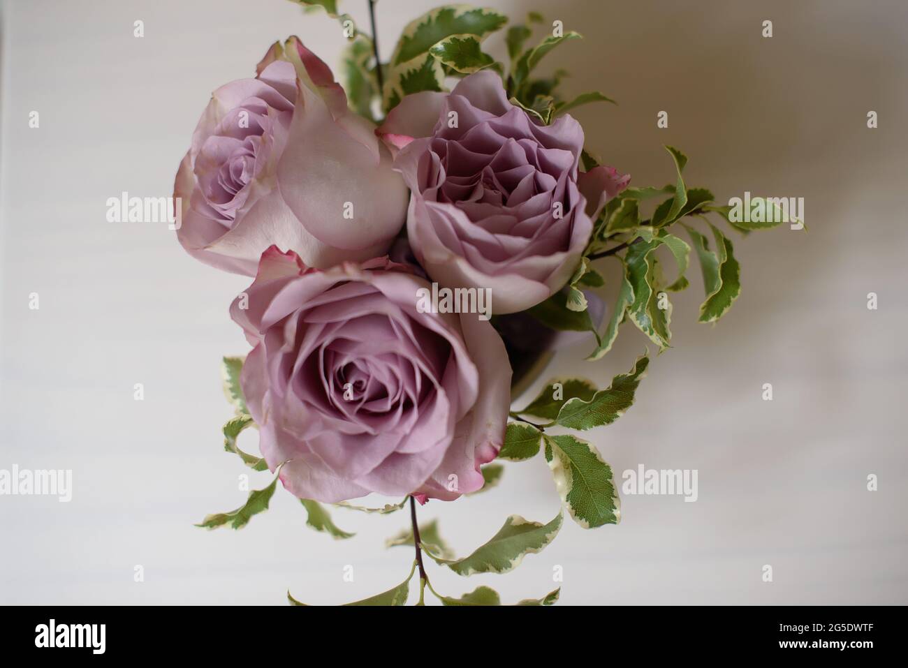 Memory lane roses hi-res stock photography and images - Alamy