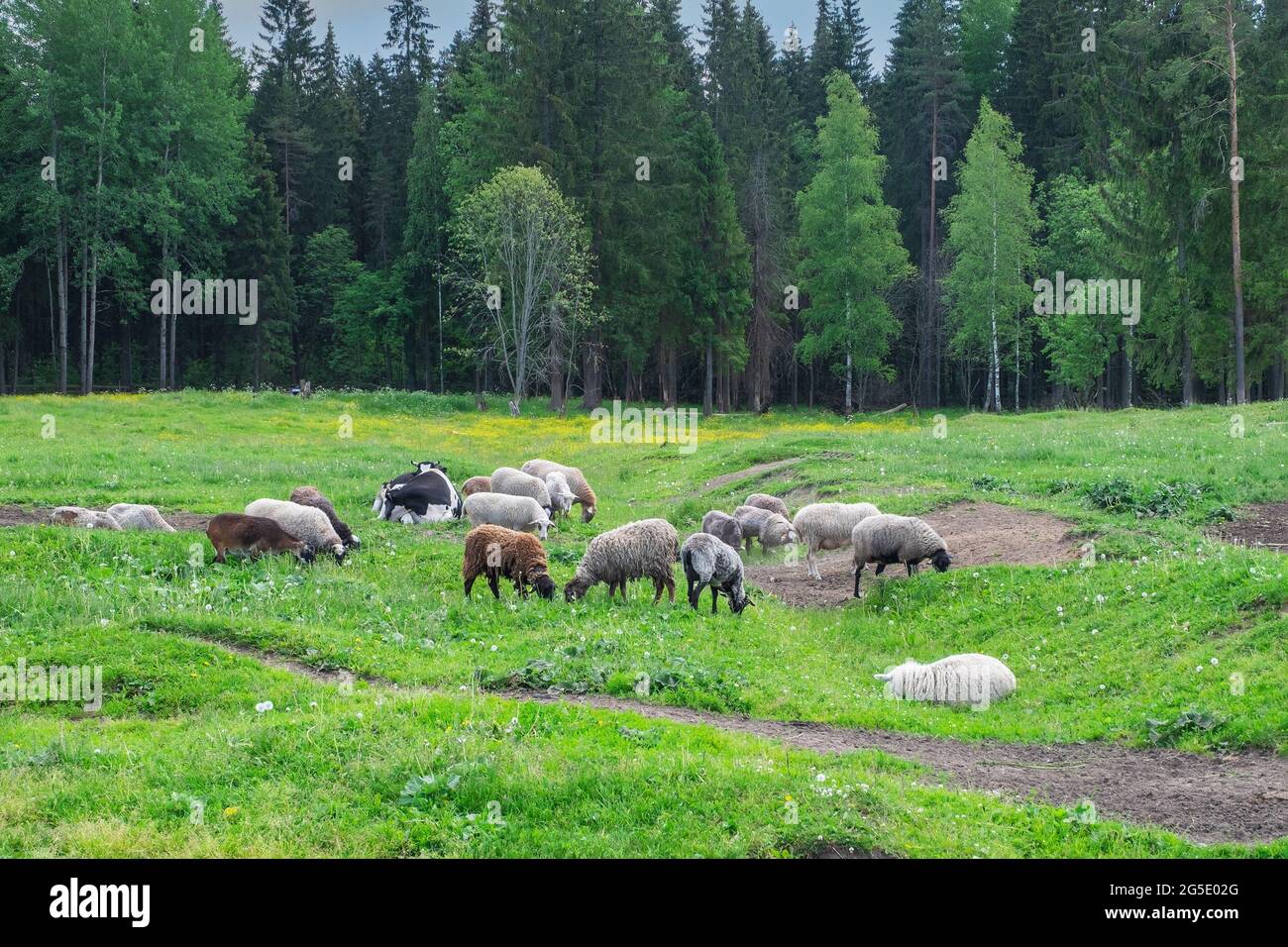 Livestock, sheeps graze at the edge of the forest in the countryside. Meat and dairy farming, dairy farm. Selective focus. Stock Photo