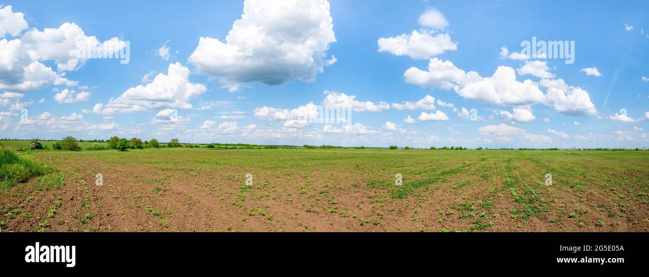 Spring landscape with an agriculture field and a blue sky with white ...
