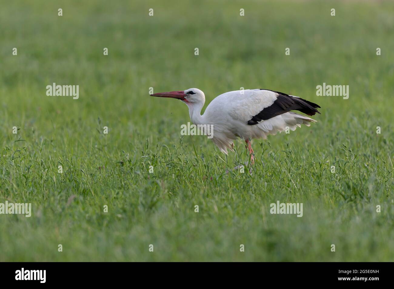 White Stork Ciconia ciconia preying in meadows Stock Photo