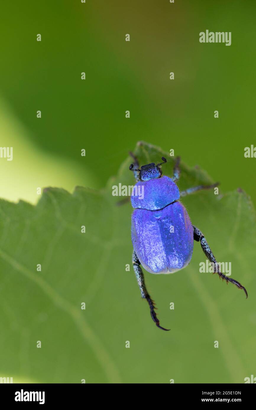 Blue Monkey Beetle Hoplia coerulea on low vegetation along the Loire, France Stock Photo