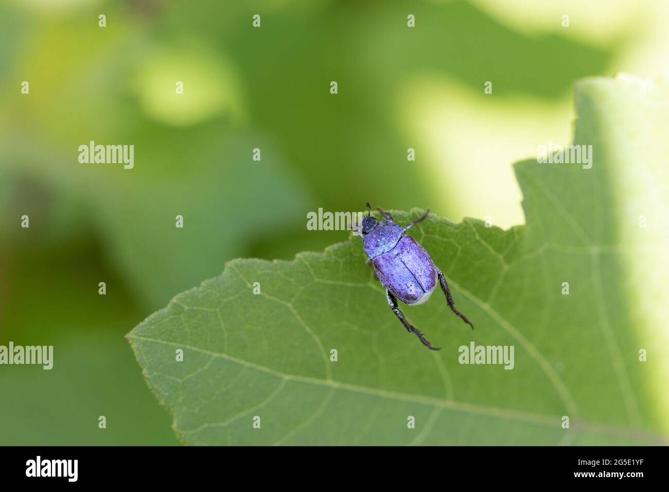 Blue Monkey Beetle Hoplia coerulea on low vegetation along the Loire, France Stock Photo