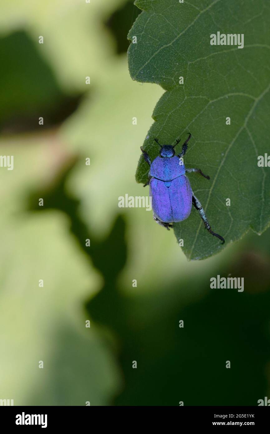 Blue Monkey Beetle Hoplia coerulea on low vegetation along the Loire, France Stock Photo