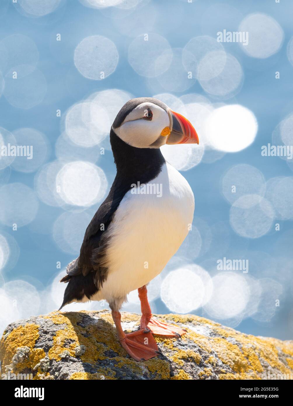Puffin portrait - Atlantic Puffin (fratercula arctica) standing on lichen covered cliff top with sparkling blue sea  - Isle of May, Scotland, UK Stock Photo