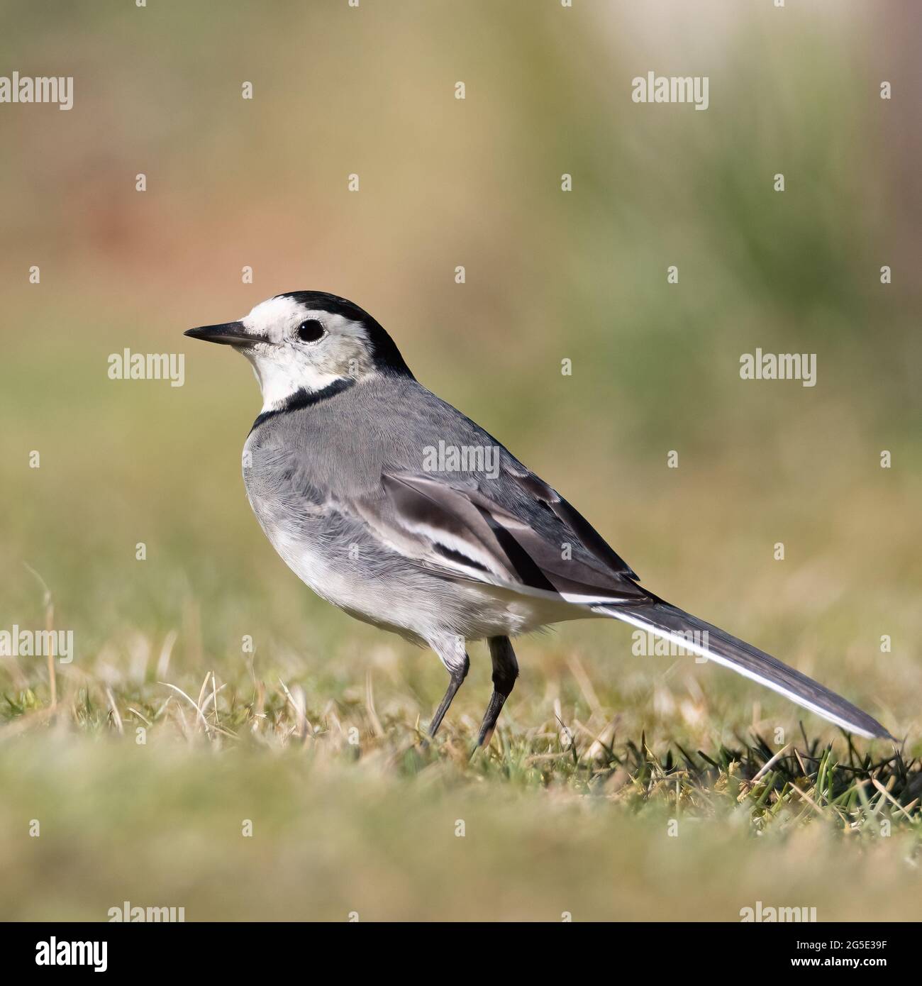 pied wagtail looking for food in the grass Stock Photo