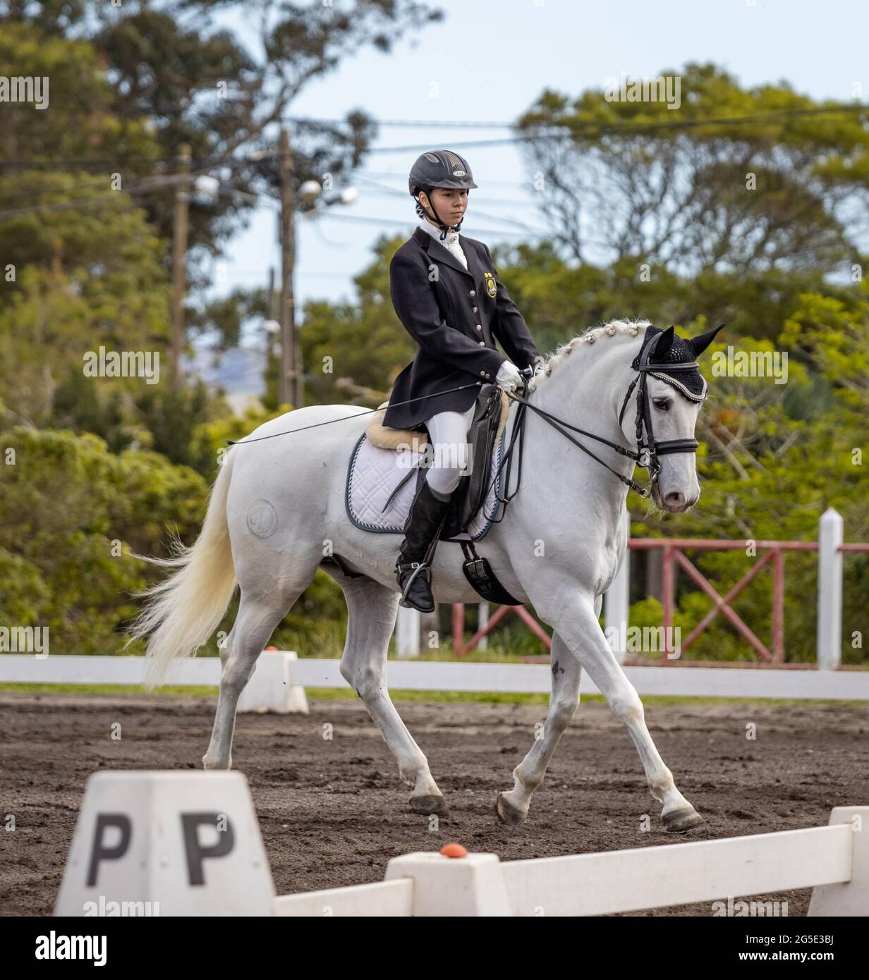 Lusitanos Horses Hi res Stock Photography And Images Alamy lusitanos-horses-hi-res-stock-photography-and-images-alamy