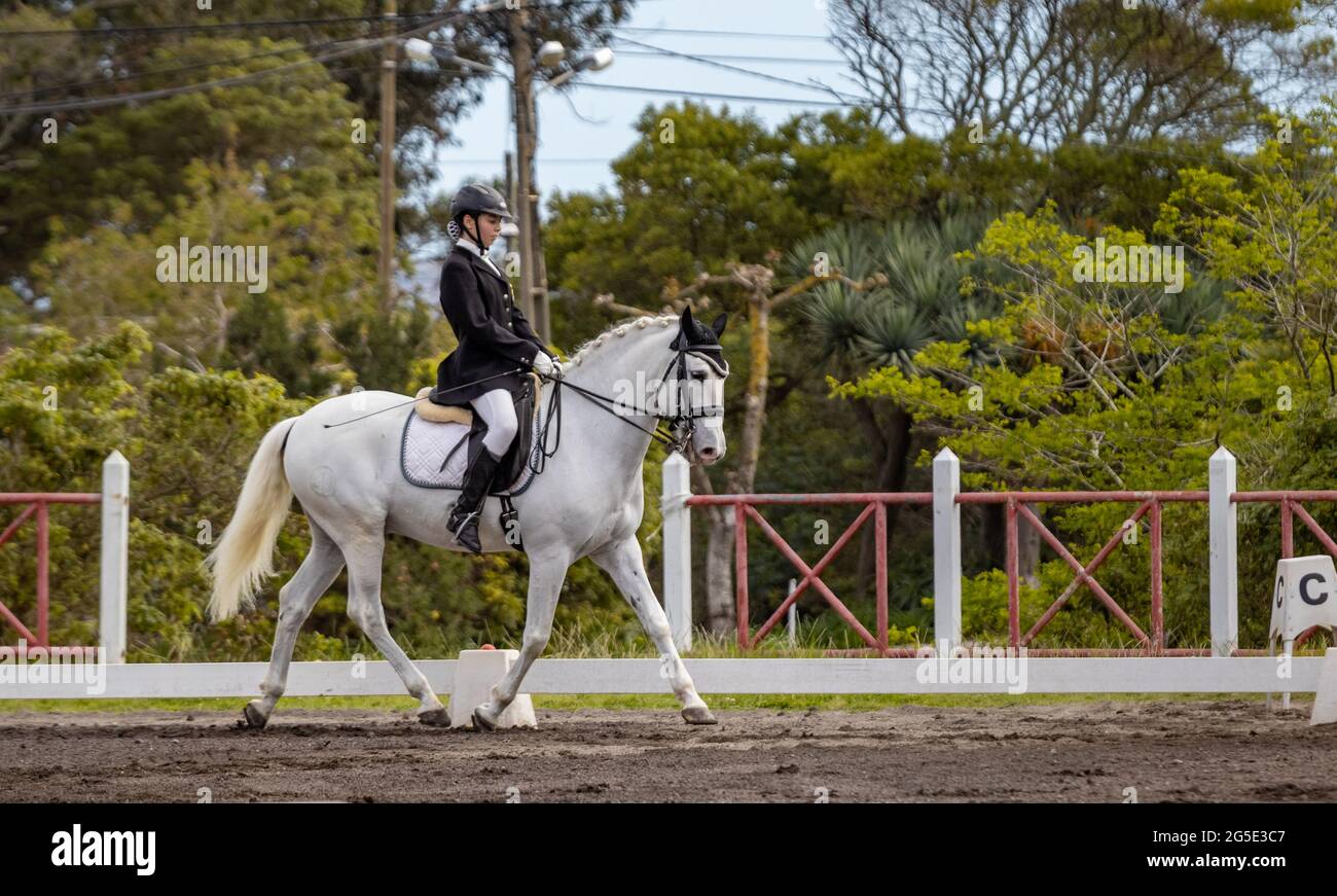 Dressage competition, horse riding, white Lusitano breed horses. Stock Photo