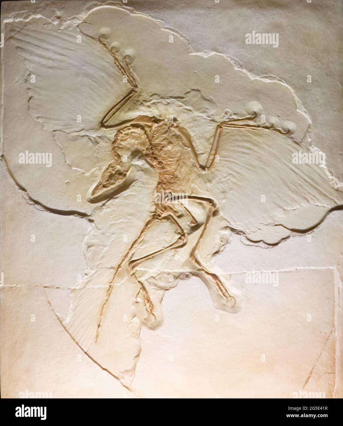 Archaeopteryx (archaeopteryx) hires stock photography and images Alamy