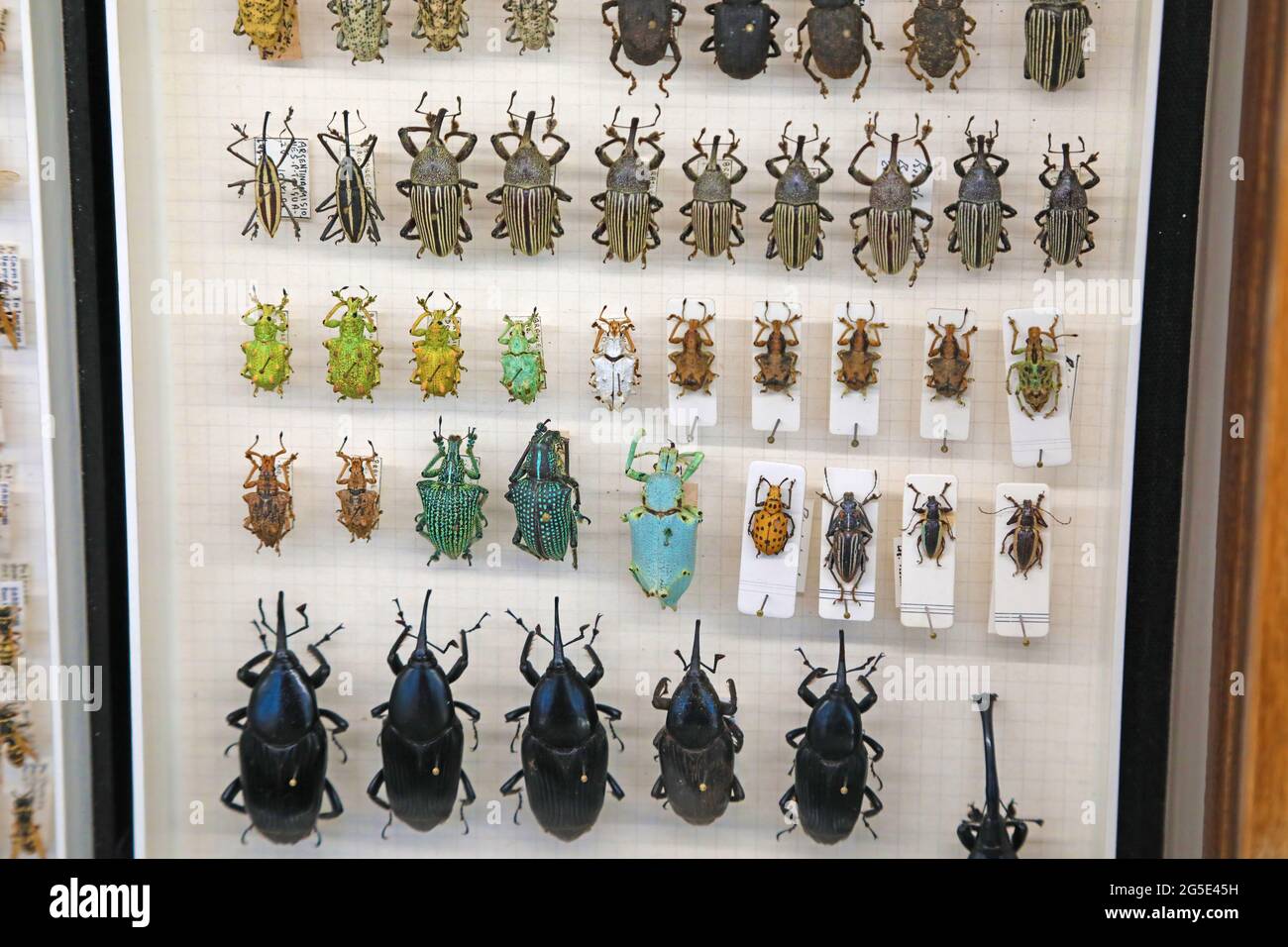 Old specimens of colorful tropical insects Stock Photo