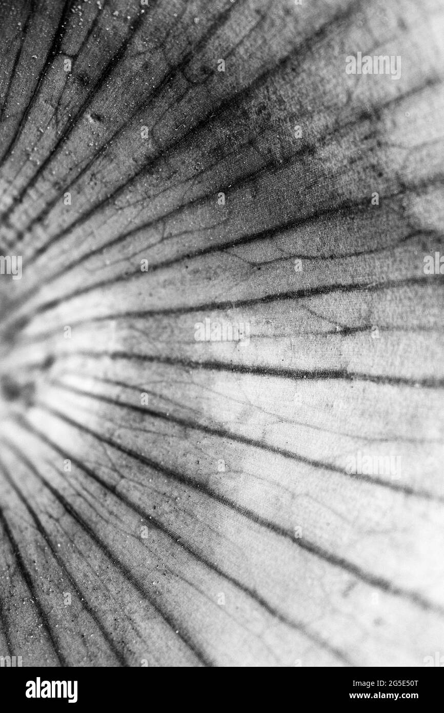 Allium Black and White Stock Photos & Images - Alamy