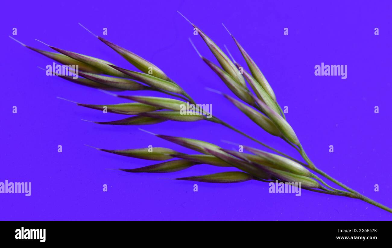 Close up photo of a Karl Forester reed grass (Calamagrostis ssp.) seed head taken on a backlit purple background. Stock Photo