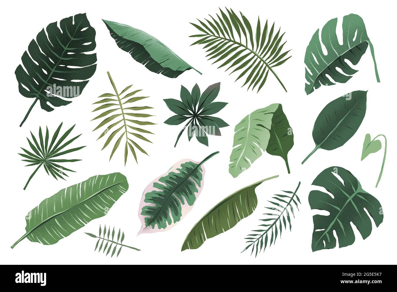 Tropical leaves collection, monstera plant branch and fan palm leaf, various hand drawn exotic foliage illustration, trendy tropic greenery, isolated Stock Vector